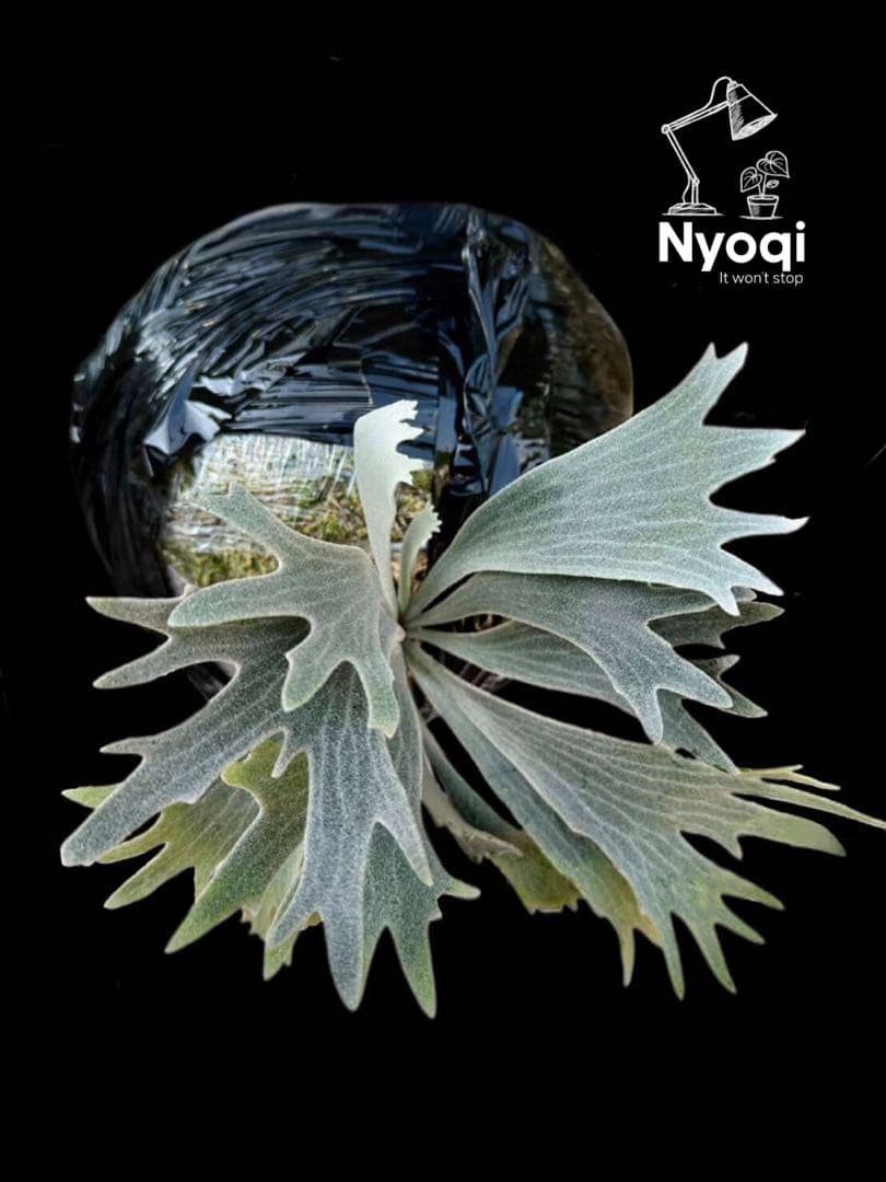 【メルカリ便】P. Willinckii Spur(TC) 【18】