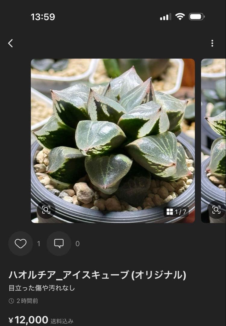 salmon_ハオルチア_アイスキューブ