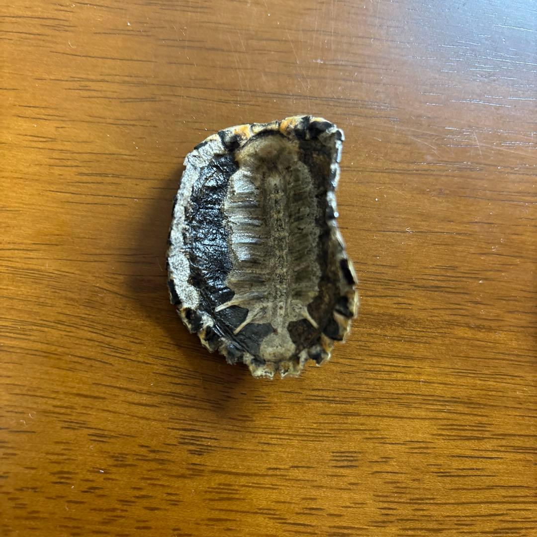 イシガメ　セマルハコガメ　甲羅　剥製　標本　ネイチャーテクニカラー