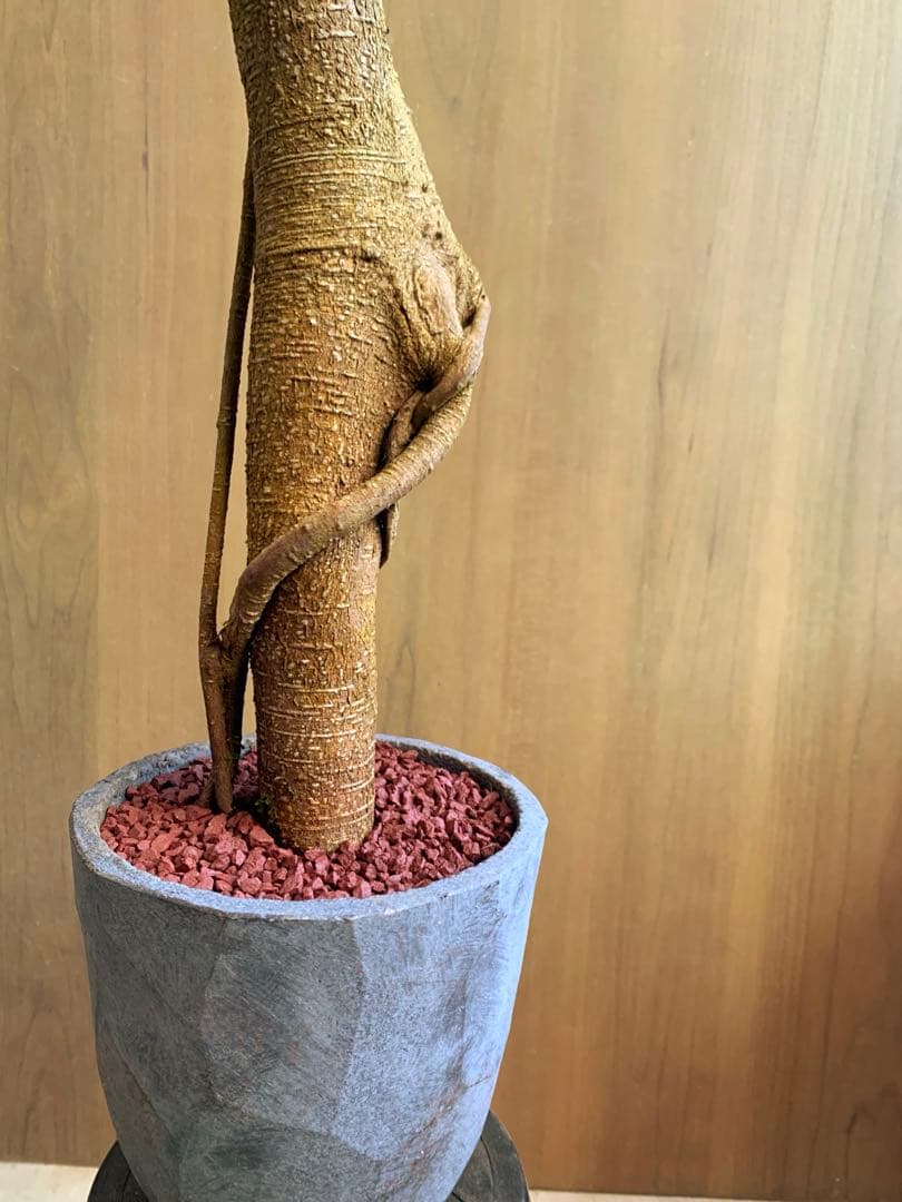 コパンダガジュマル　インテリアスタイル！　Ⅱ