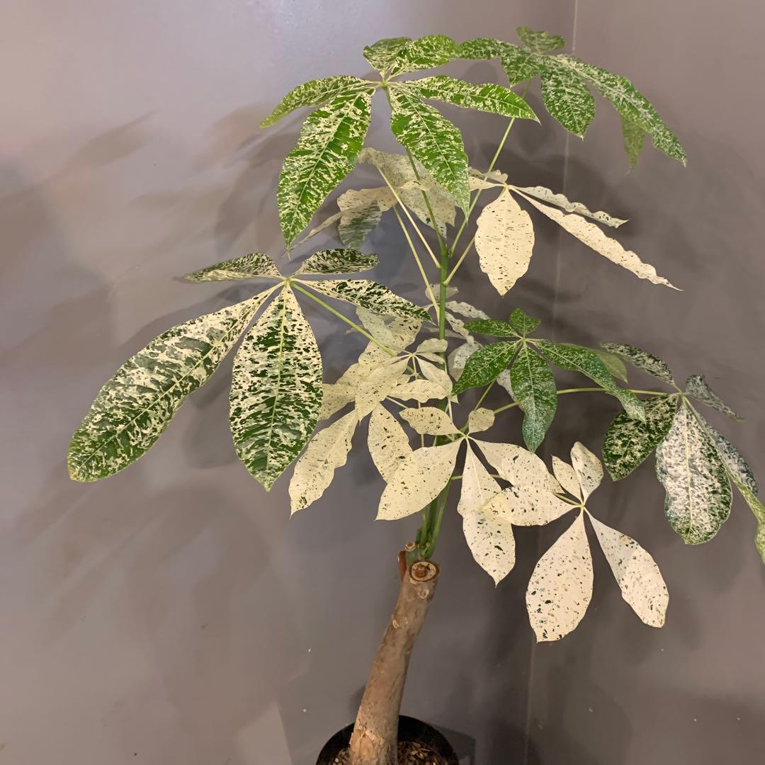 パキラ ミルキーウェイ 5号 2