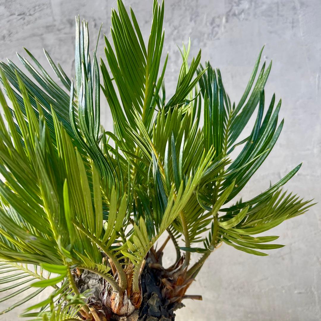 ソテツ　多頭　天然苔盆栽仕立て　陶器鉢　植え込み発送