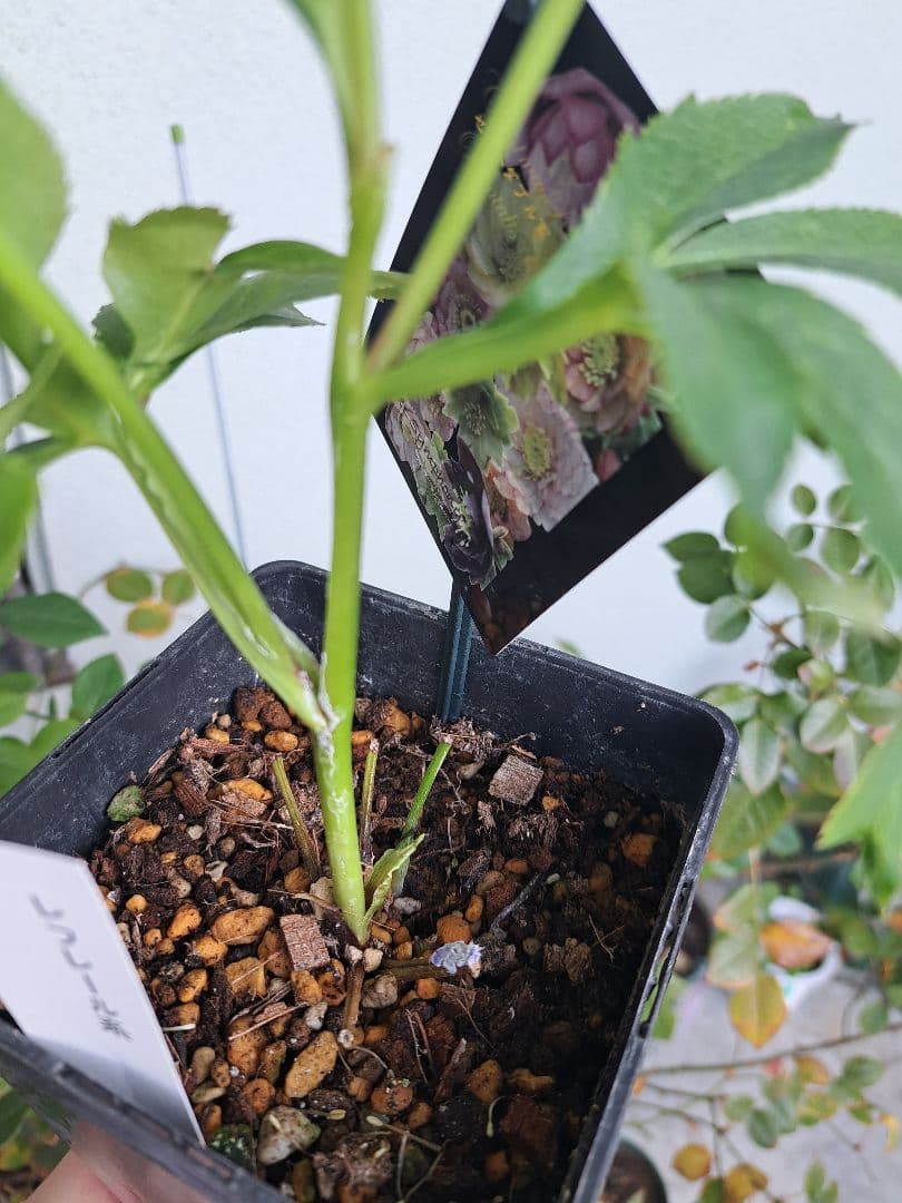 クリスマスローズ ウィンターシンフォニー レフレール 【メルカリ便発送】