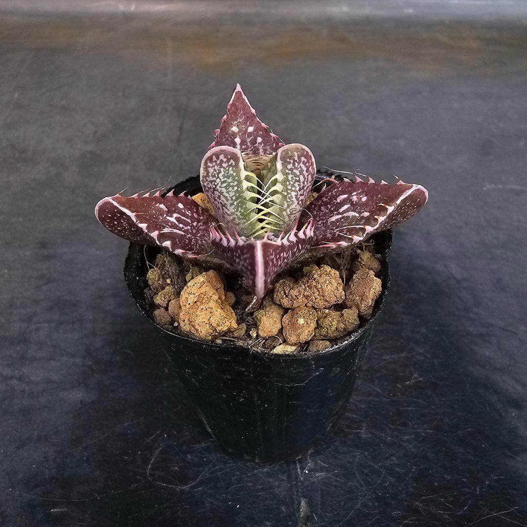 多肉植物 フォーカリア 魔獣の肉×紅蓮地獄(実生苗です)