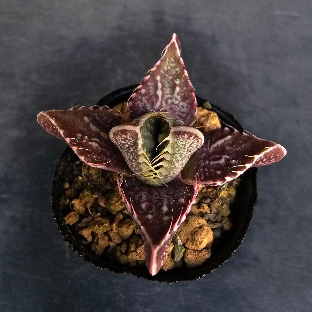 多肉植物 フォーカリア 魔獣の肉×紅蓮地獄(実生苗です)