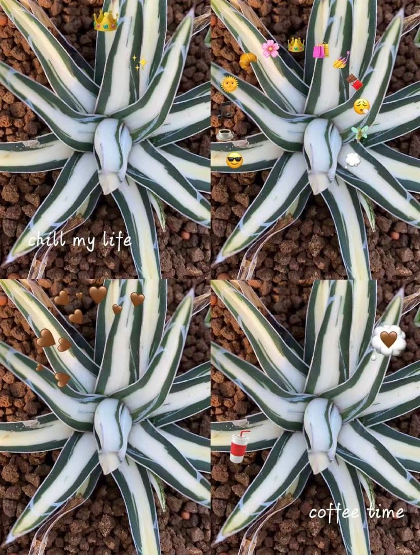 2170アガベ チタノタ 丸叶氷山錦 白中斑 極上中小株 5株セット