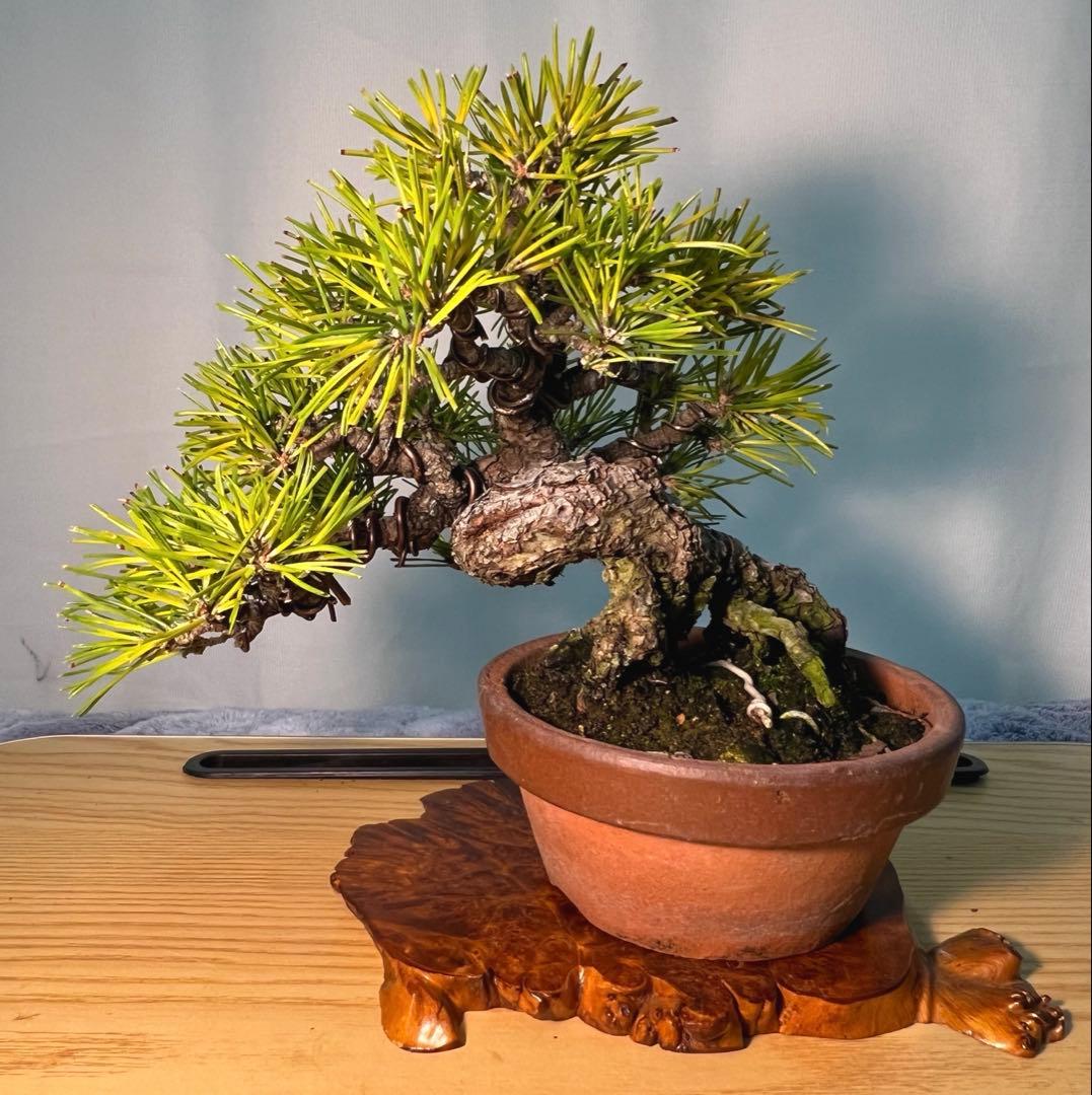 黒松　古木　変わり木