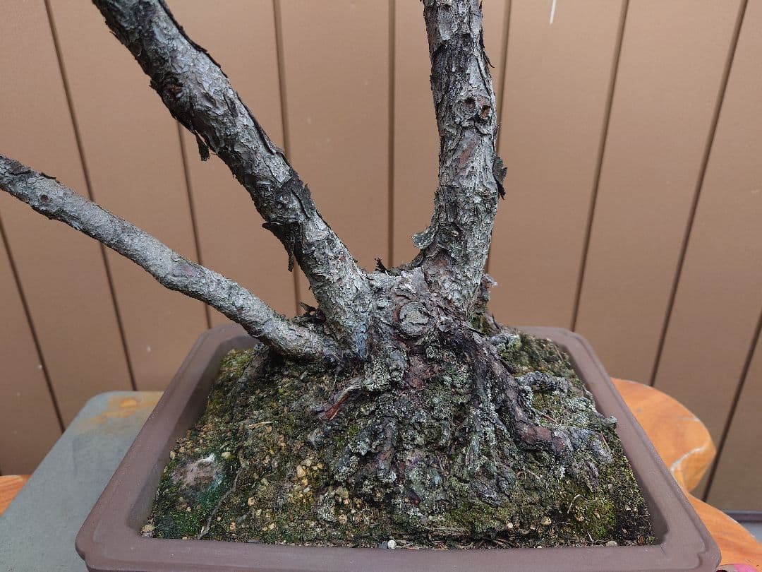 盆栽　盆栽　五葉松　樹高62cm