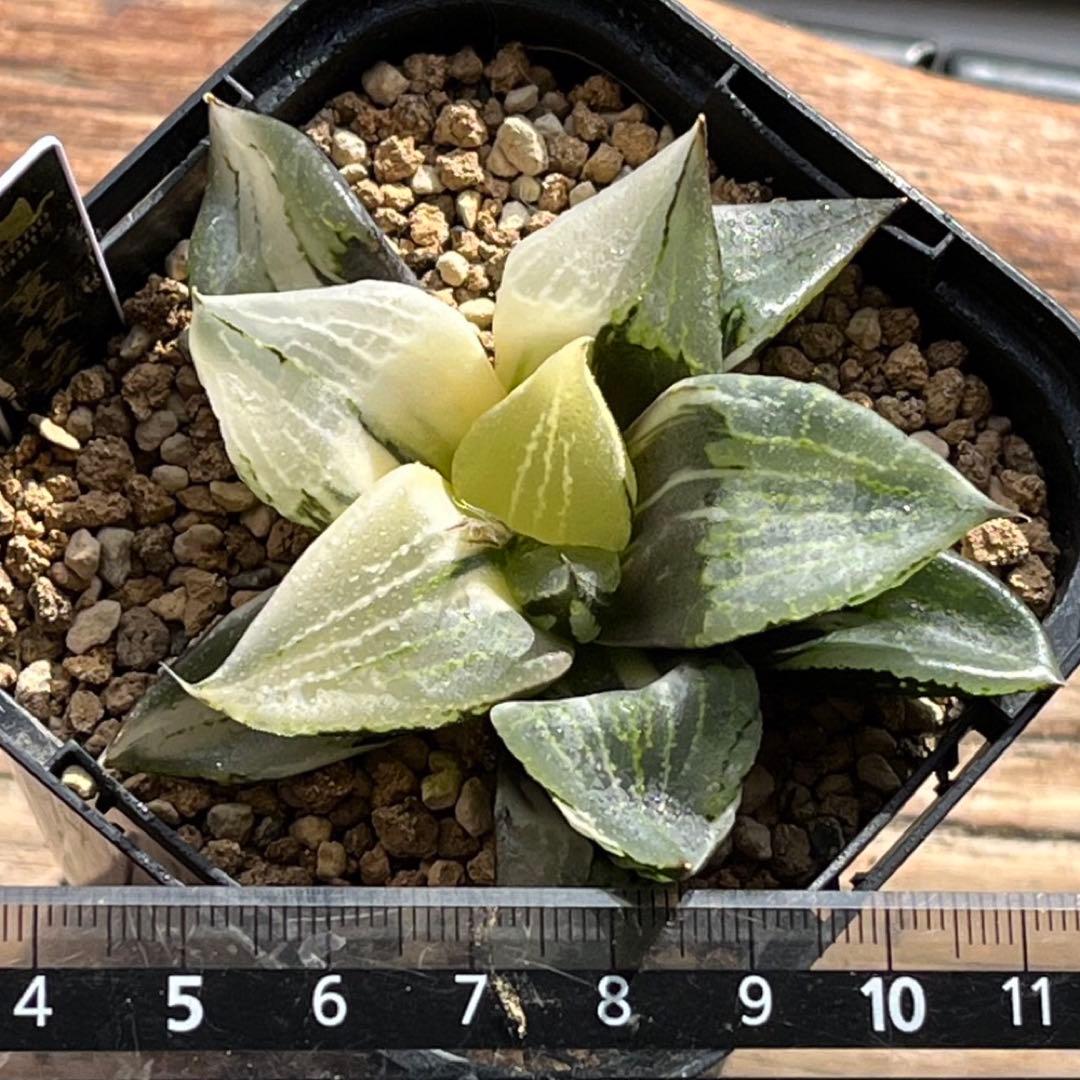 ハオルチア B型コンプトミュータント錦②