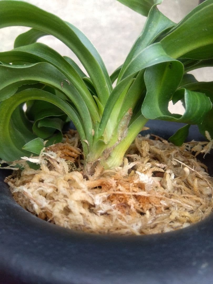 万年青　おもと　獅子　4.5号陶器鉢つき　4株群生❗ ま