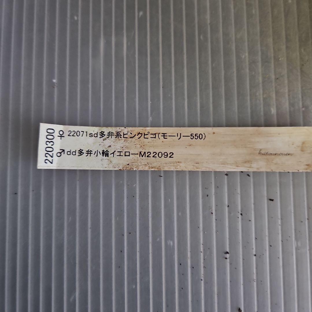 Sh様ご購入苗㉖-100㉖-156㉖-168㉖-183クリスマスローズ