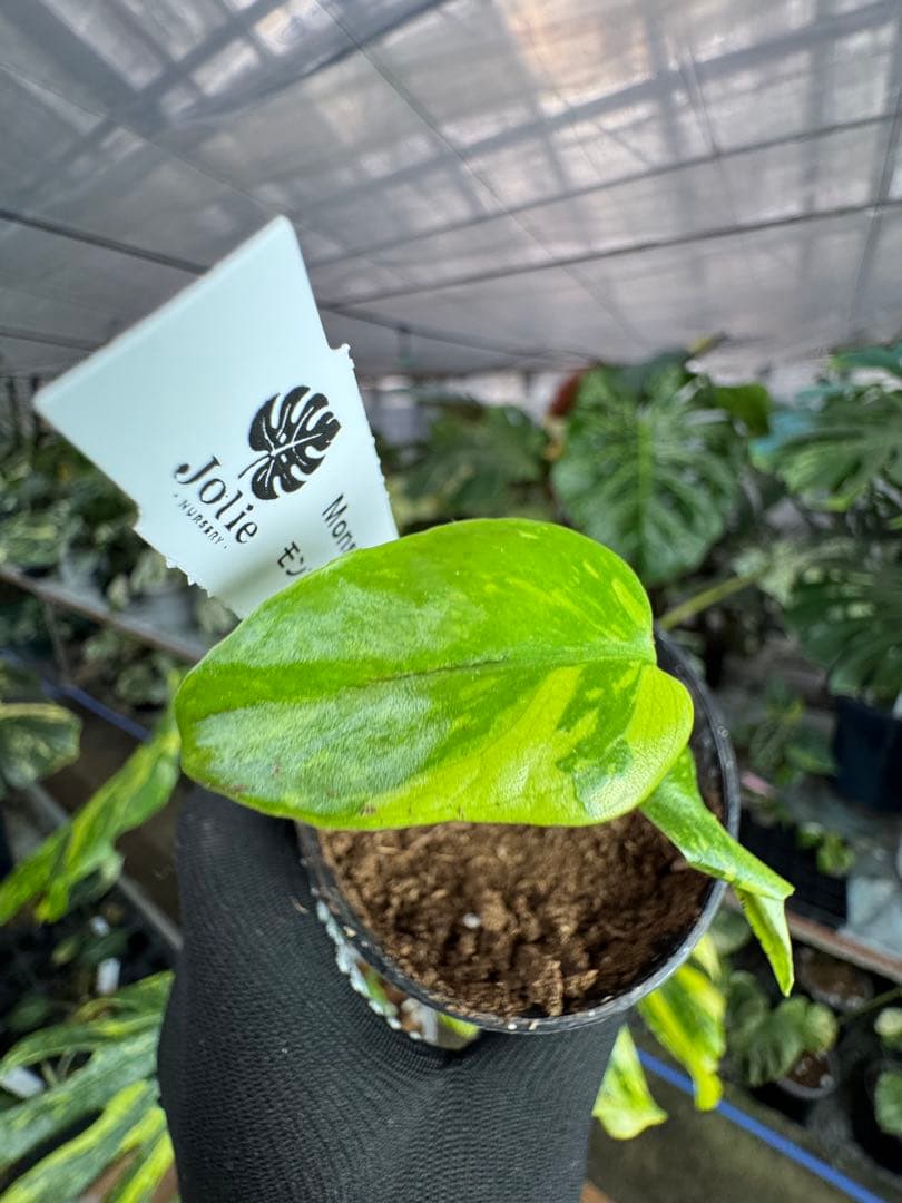 3 モンステラ　エレクトロライト　組織培養苗　順化済