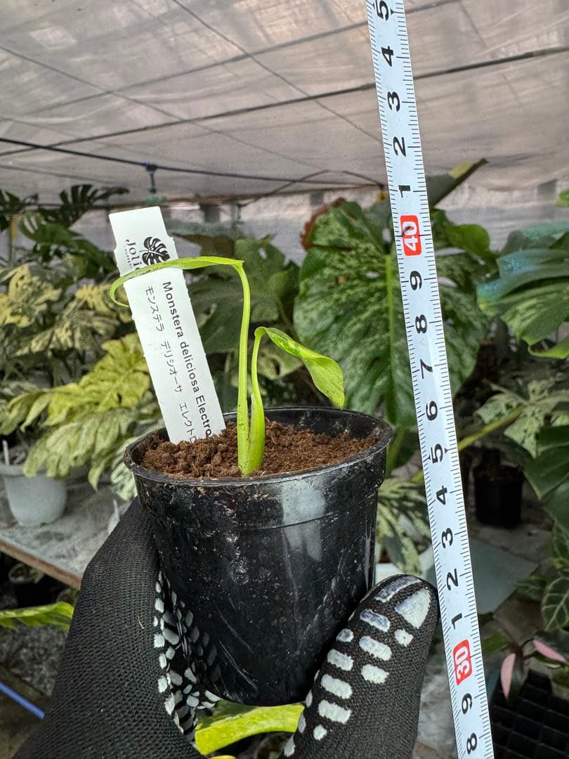 3 モンステラ　エレクトロライト　組織培養苗　順化済