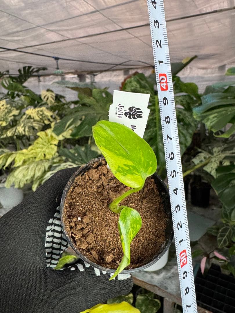 3 モンステラ　エレクトロライト　組織培養苗　順化済