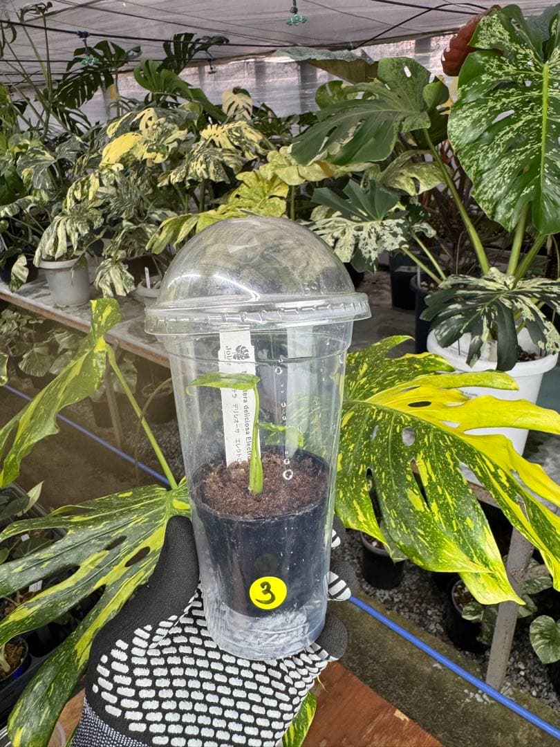 3 モンステラ　エレクトロライト　組織培養苗　順化済