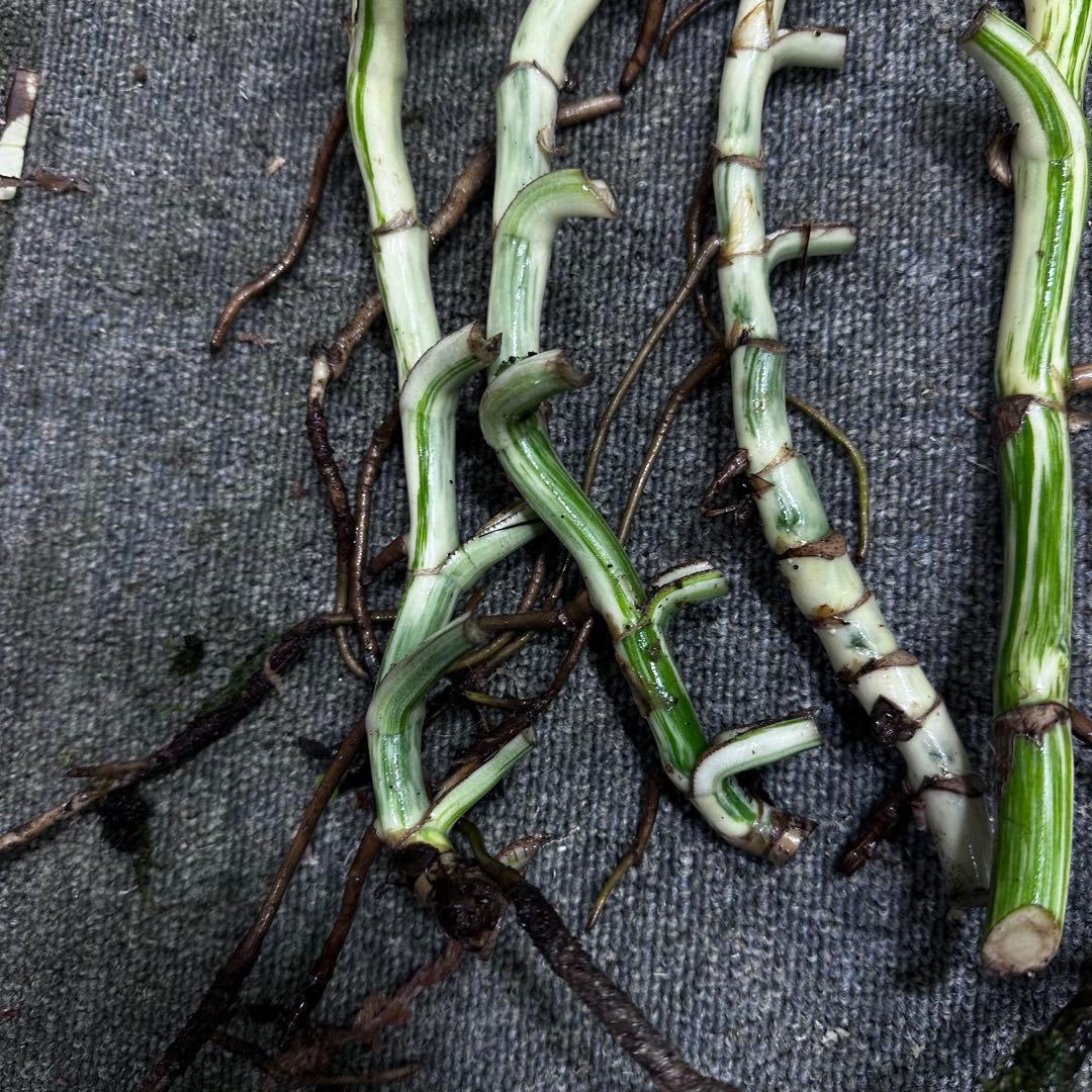 な*け様 斑入りモンステラホワイトタイガー茎7株おまとめ