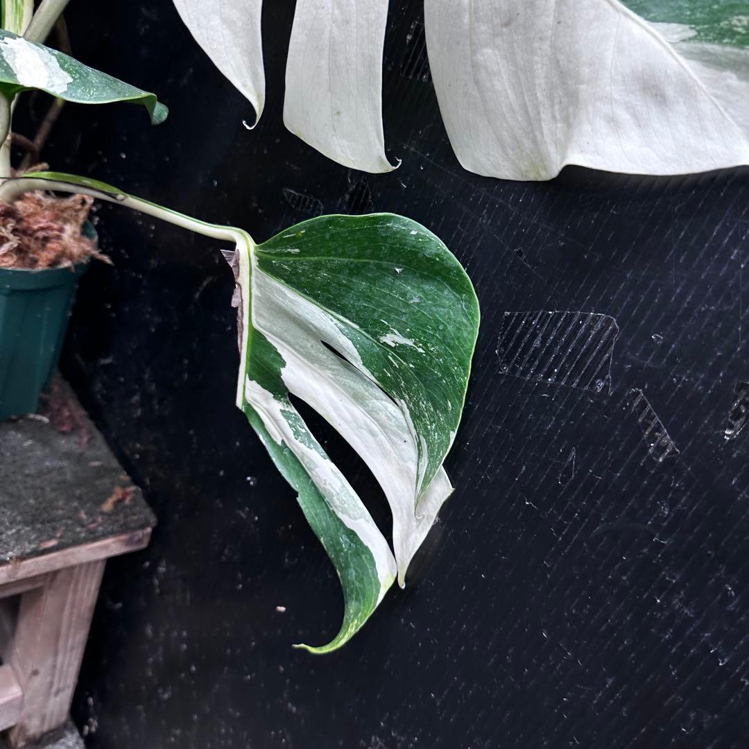 く*※様 斑入りモンステラ ホワイトタイガー極美大株74cm白斑多