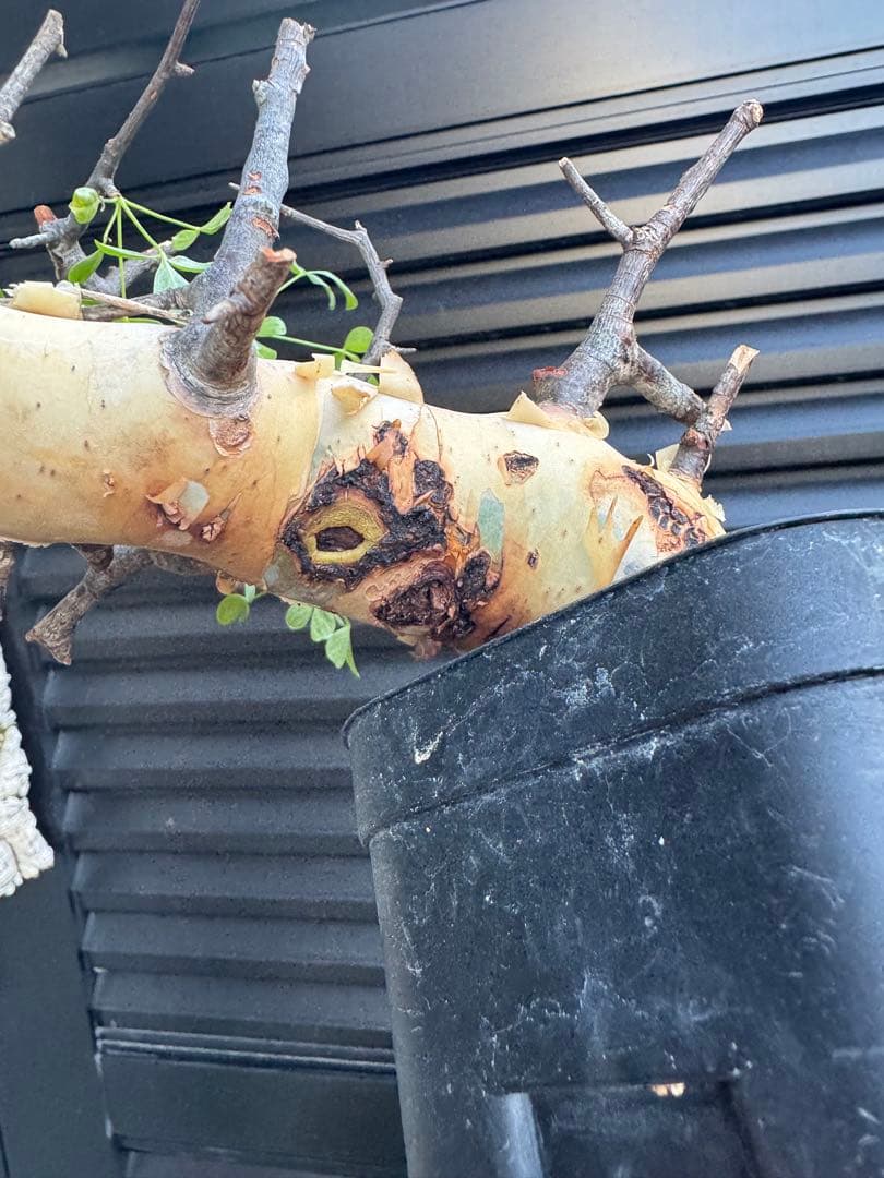 ソマリア産カタフ　コレクション株