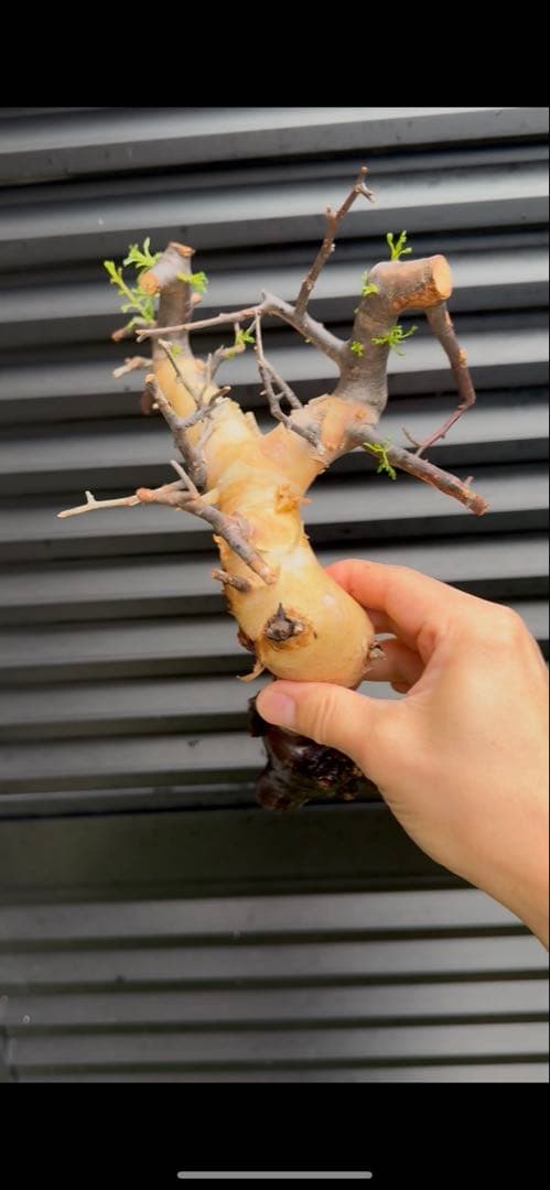 ソマリア産カタフ　コレクション株