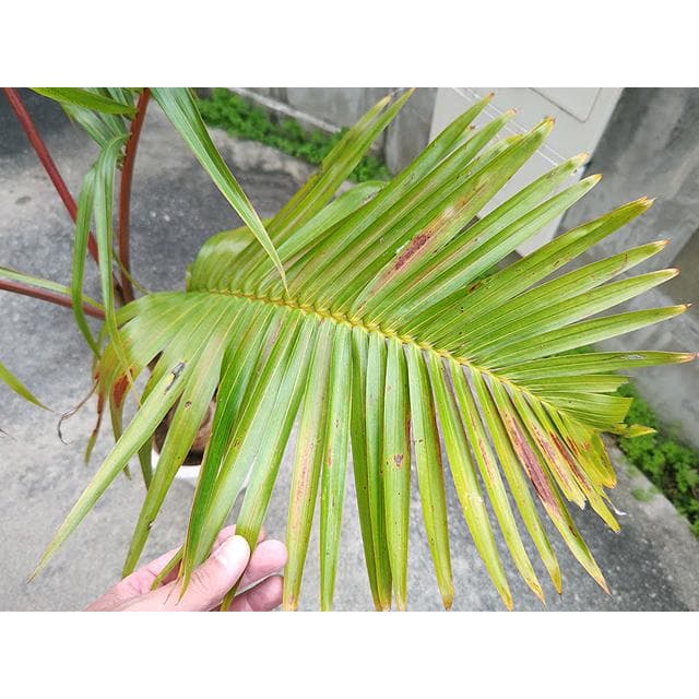 【送料込】沖縄産トックリヤシ（２７）┃人気沸騰中の徳利椰子でインテリアを楽しもう