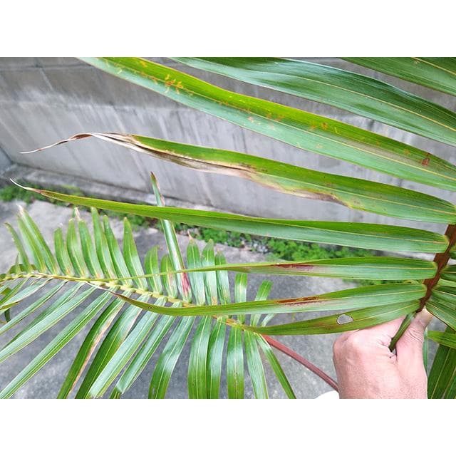 【送料込】沖縄産トックリヤシ（２７）┃人気沸騰中の徳利椰子でインテリアを楽しもう