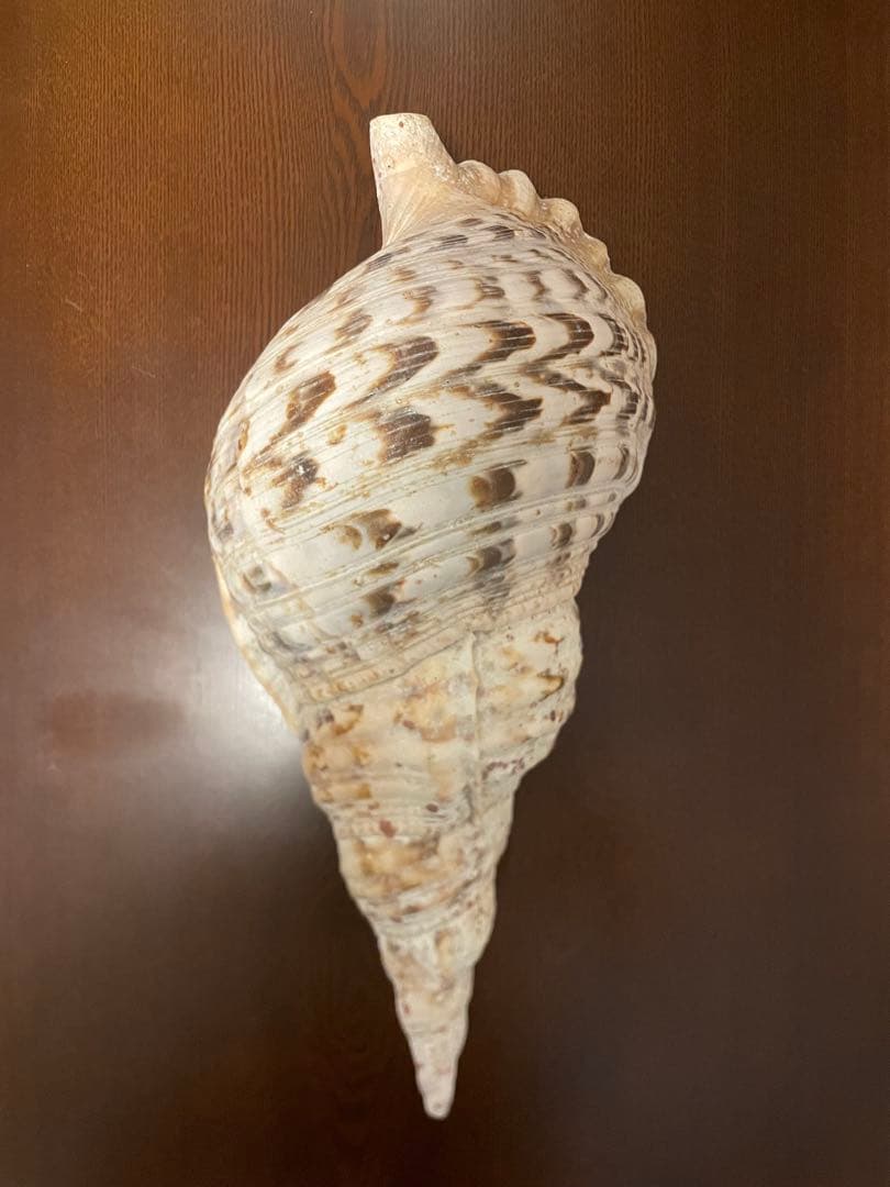 ネ*科様 天然　法螺貝　40cm 1585g‼️