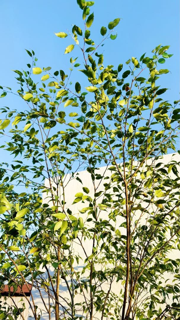 超逸品。山採りハイノキ株立ち2.6M(鉢底から)