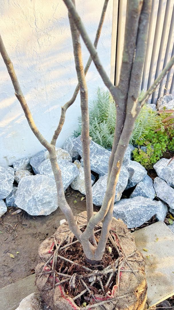 超逸品。山採りハイノキ株立ち2.6M(鉢底から)