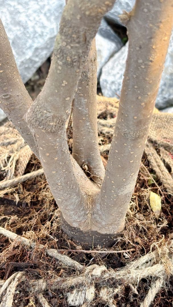 超逸品。山採りハイノキ株立ち2.6M(鉢底から)