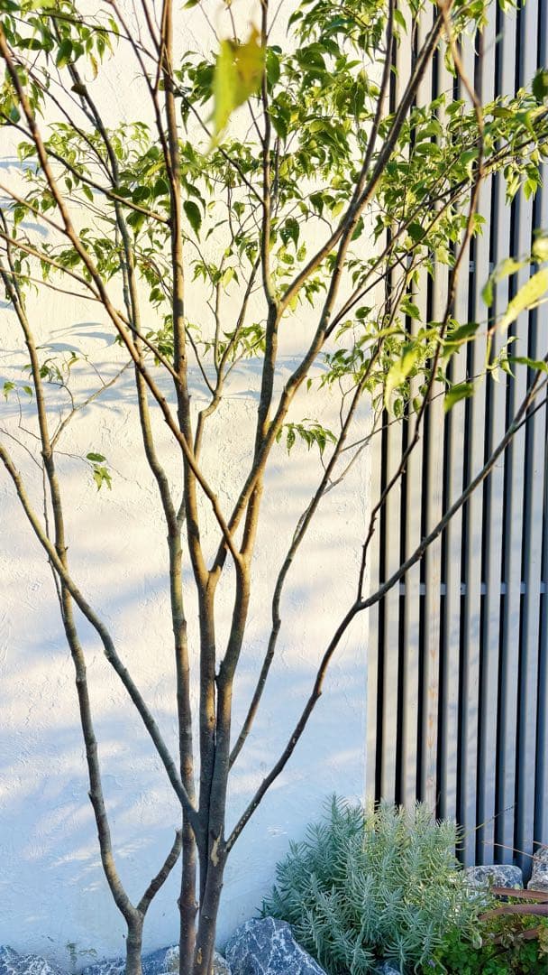 超逸品。山採りハイノキ株立ち2.6M(鉢底から)