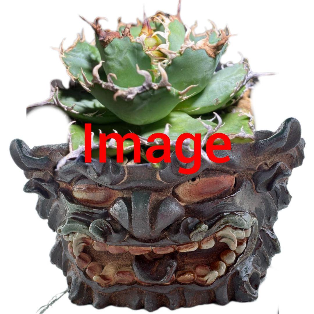 陶器　鉢　Japan　history　Art　盆栽　日本　沖縄　アガベ　パキプス