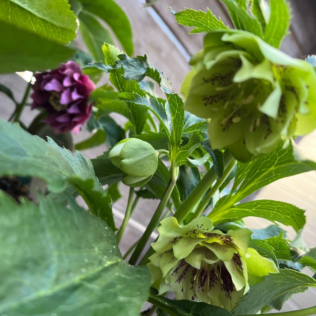 まさまる　クリスマスローズ　八重咲き　ダブル　エレン　5号　６鉢セット