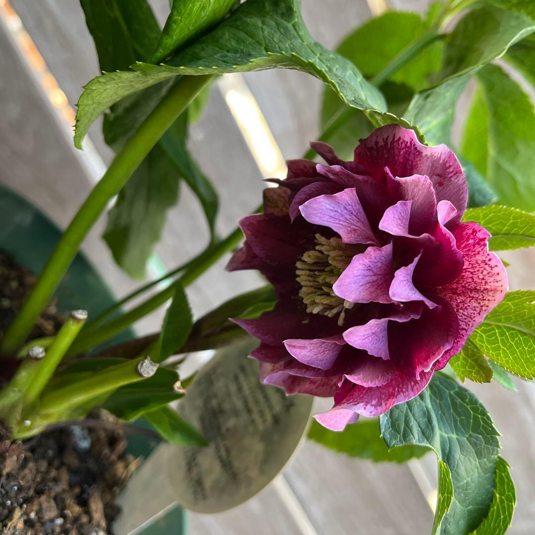 まさまる　クリスマスローズ　八重咲き　ダブル　エレン　5号　６鉢セット