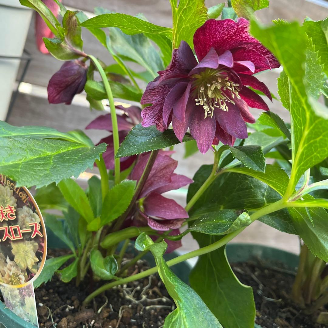 まさまる　クリスマスローズ　八重咲き　ダブル　エレン　5号　６鉢セット