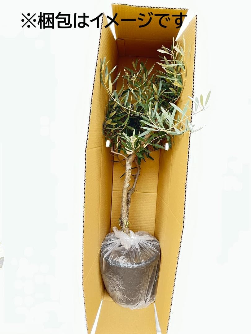 オリーブの木　ペンドリノ　8号　約130cm　K-331　現品掲載