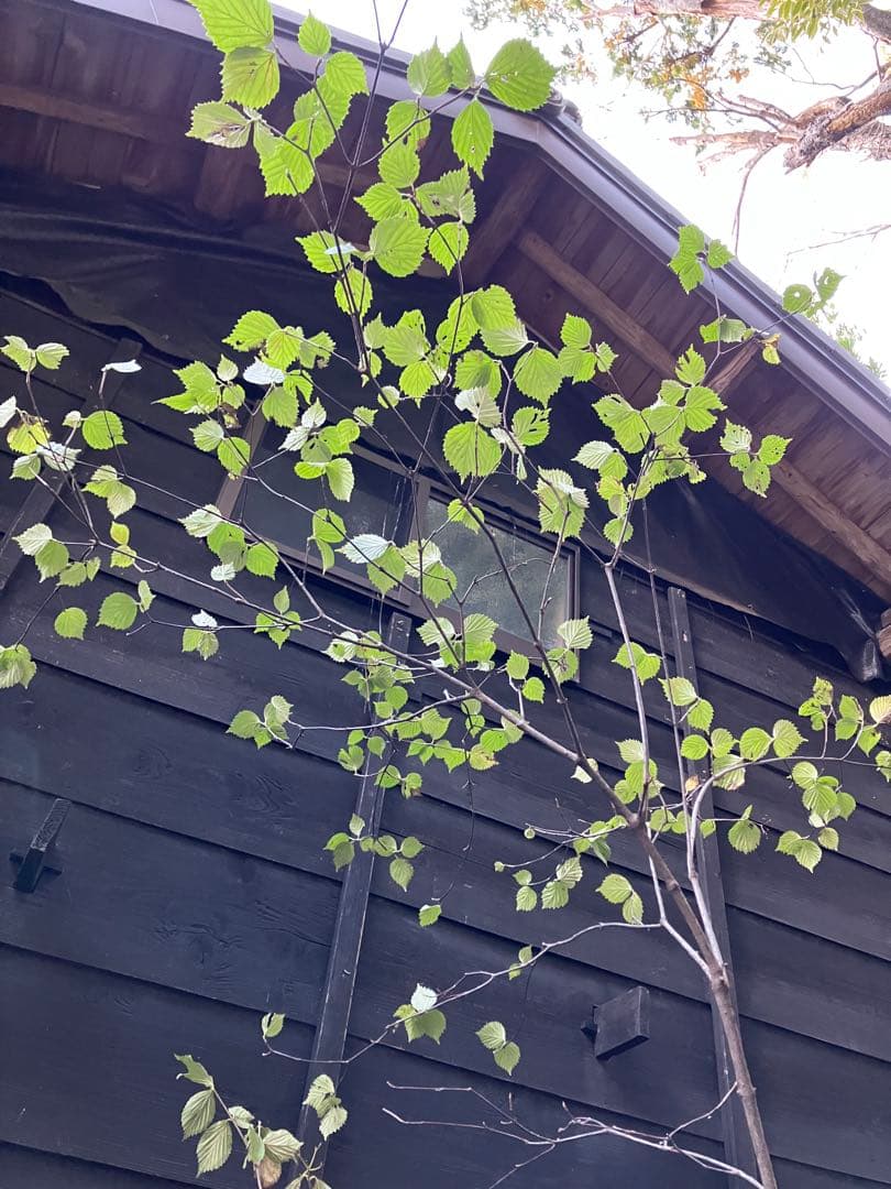 600 山採り　ミヤマガマズミ