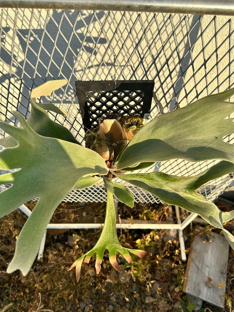 ビカクシダ　ウィリンキー　セルソタッタ　TC