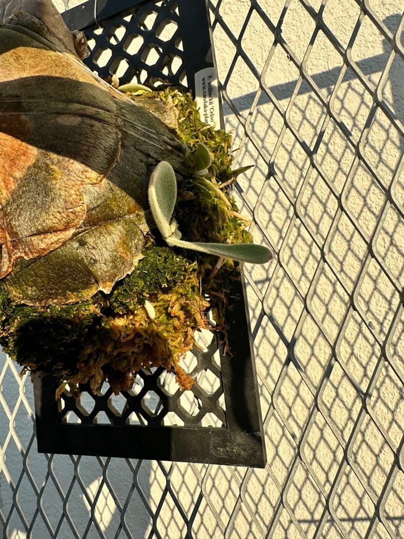 ビカクシダ　ウィリンキー　セルソタッタ　TC