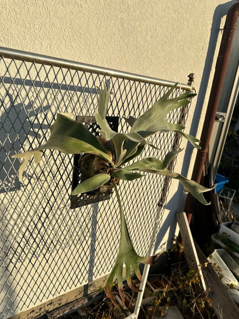 ビカクシダ　ウィリンキー　セルソタッタ　TC