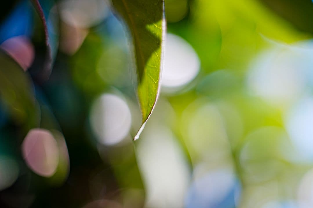 Oreston 50mm f1.8 前期型 M42 おすすめクセ玉オールドレンズ