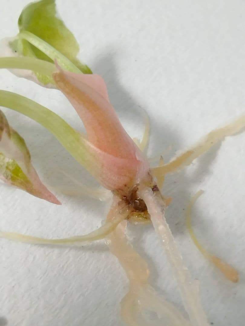 For ティファニー