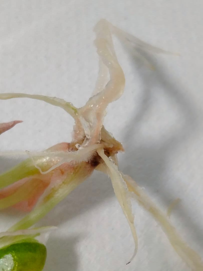 For ティファニー