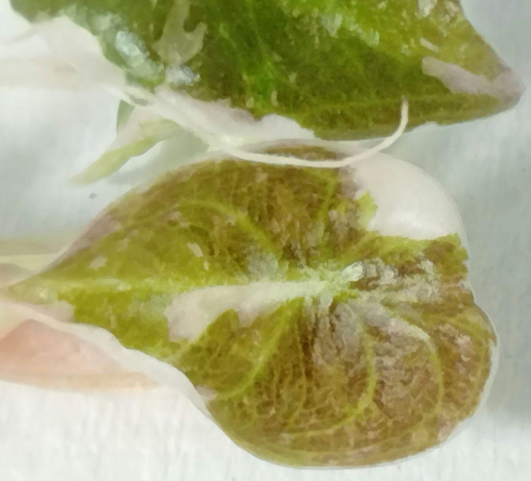 For ティファニー