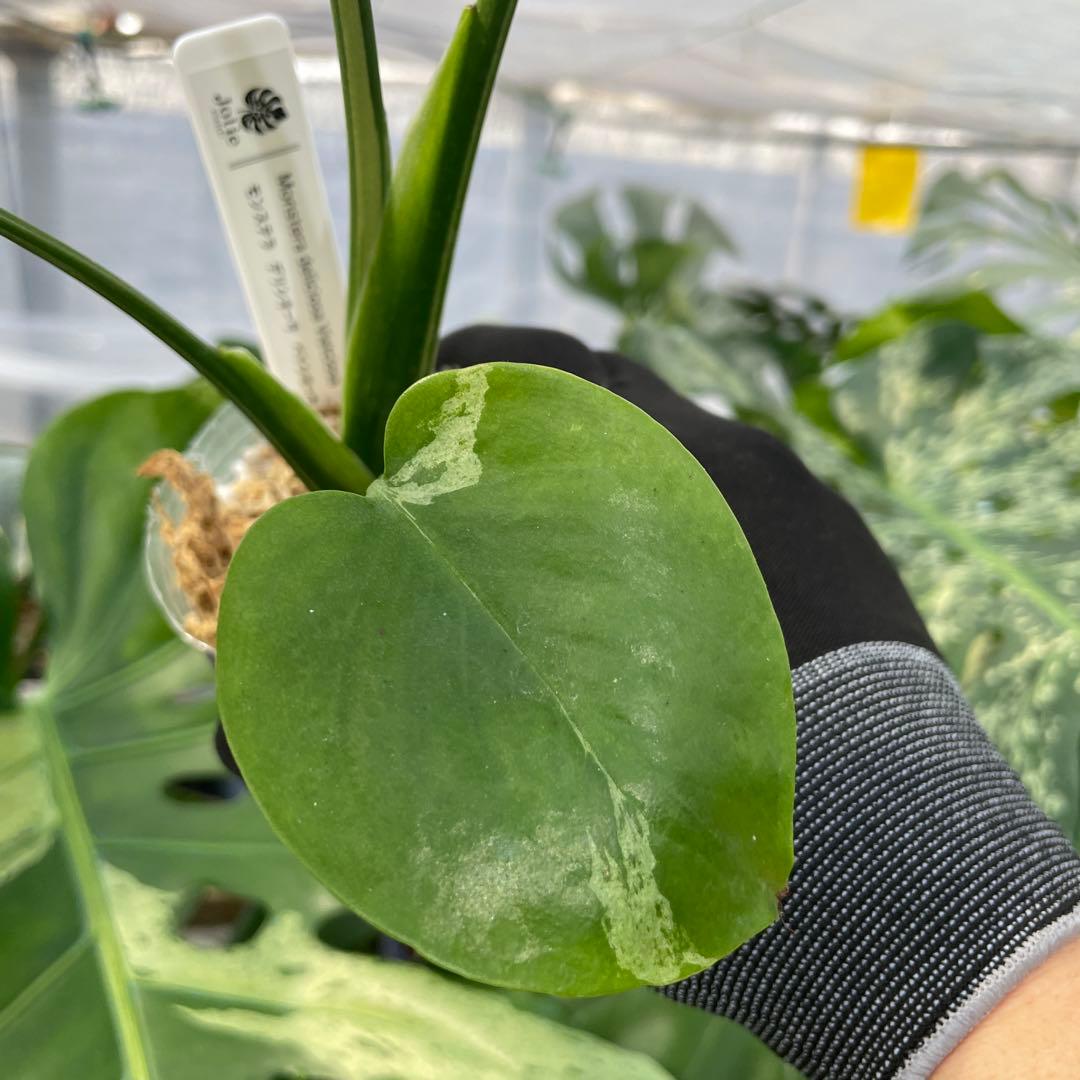 12モンステラ　デリシオーサ　ベトシオーサ　美斑入り