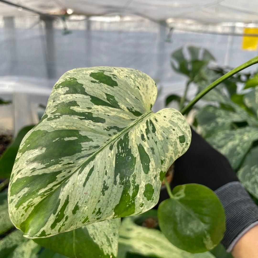 12モンステラ　デリシオーサ　ベトシオーサ　美斑入り