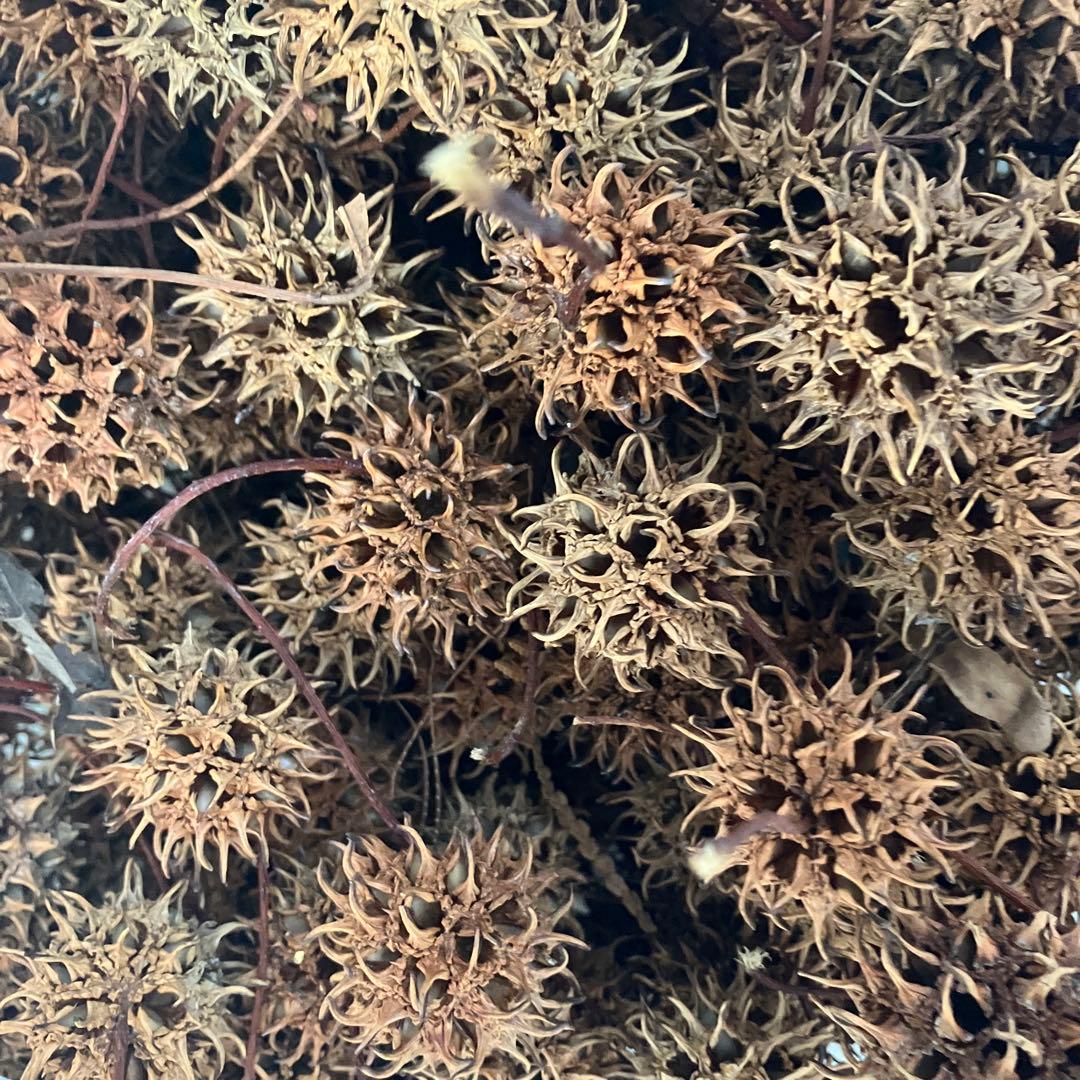 ドライフラワー や水草や装飾用 無農薬モミジバフウの実　120cm箱に入るだけ