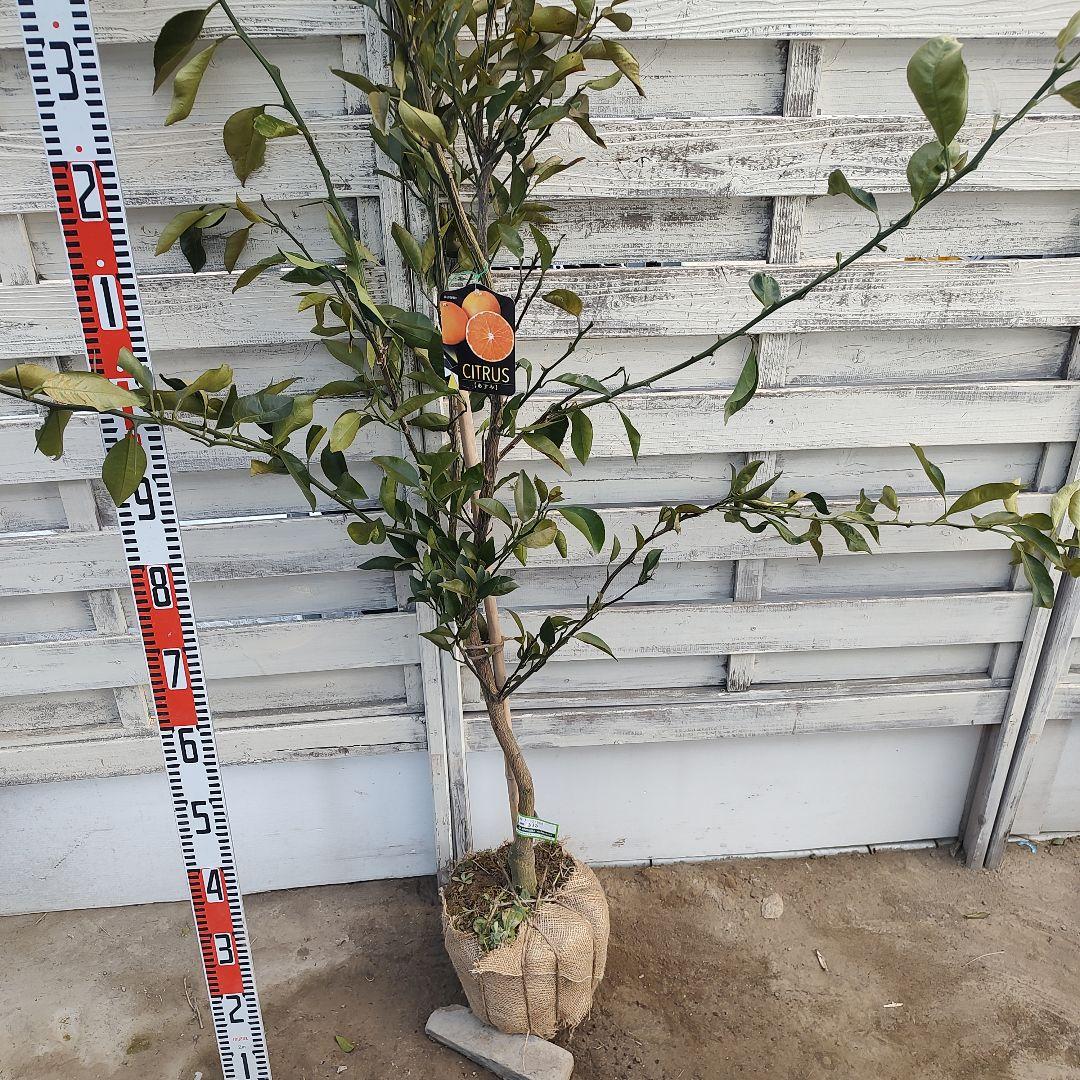 がんもさま専用出品 せとか3年生 登録品種 苗木