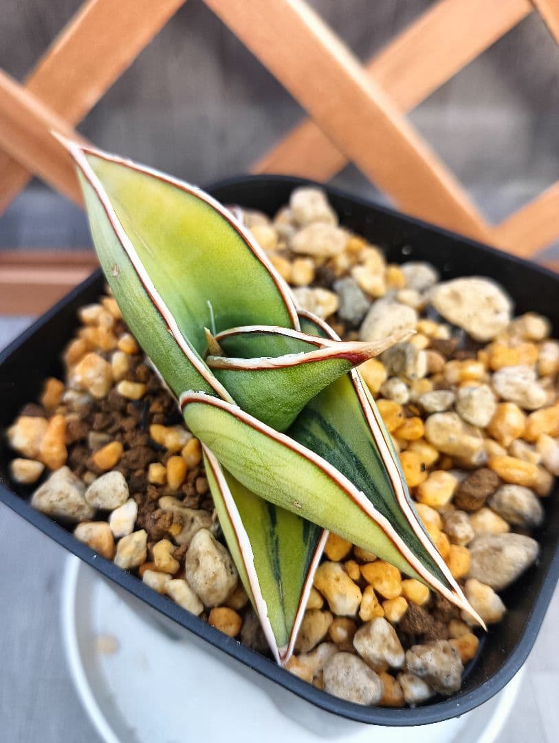 S-87 超希少！小さめ サンスベリア ロリダ 斑入り ベアルート メルカリ便