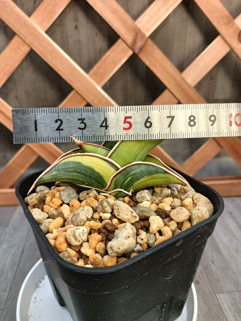 S-87 超希少！小さめ サンスベリア ロリダ 斑入り ベアルート メルカリ便