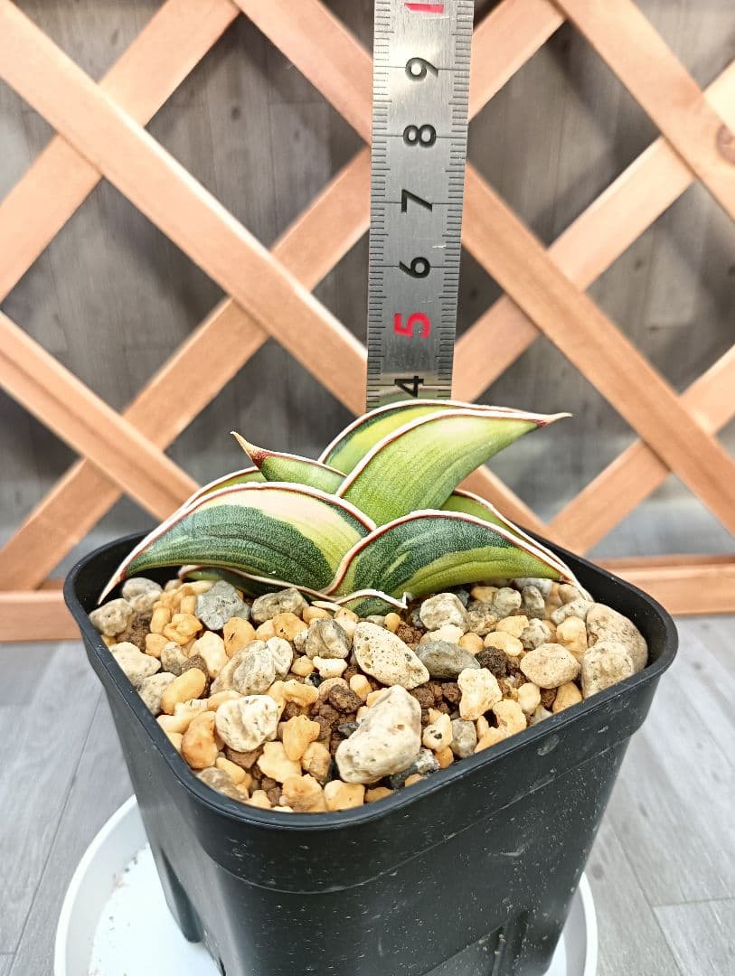 S-87 超希少！小さめ サンスベリア ロリダ 斑入り ベアルート メルカリ便